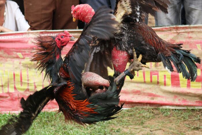 6789 mang đến sảnh đá gà chất lượng với những trận đấu trực tiếp